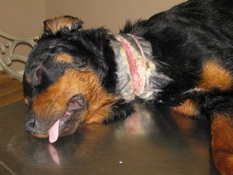 Jewelry  Rottweiler Hearts Rescue